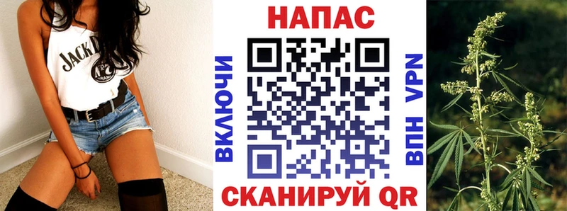 Шишки марихуана гибрид  Олонец 
